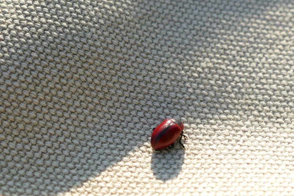 Entomoscelis dorsalis - hérics-honvédbogár