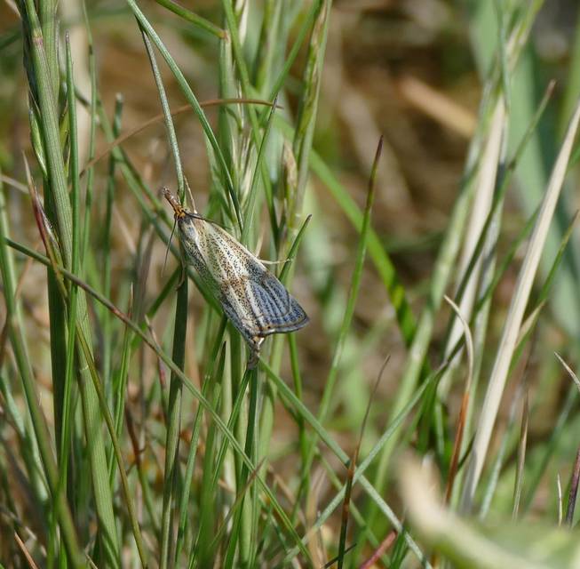 Thisanotia chrysonuchella - tavaszi fűgyökérmoly