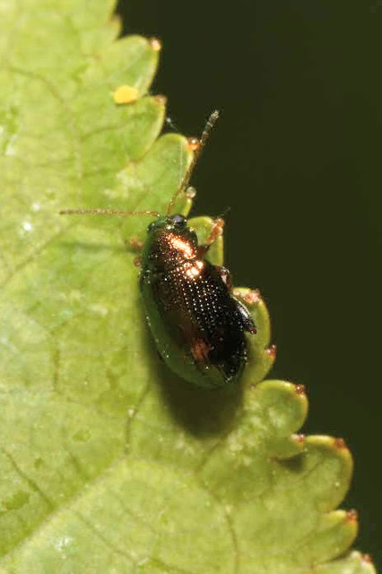Crepidodera aurea - nagy nyár-földibolha