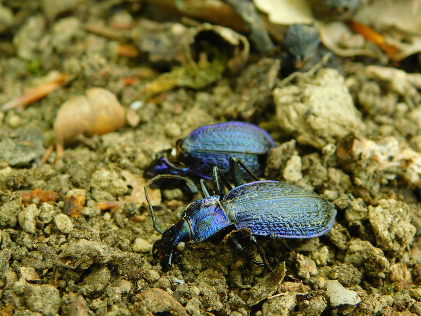 Carabus intricatus - kék laposfutrinka