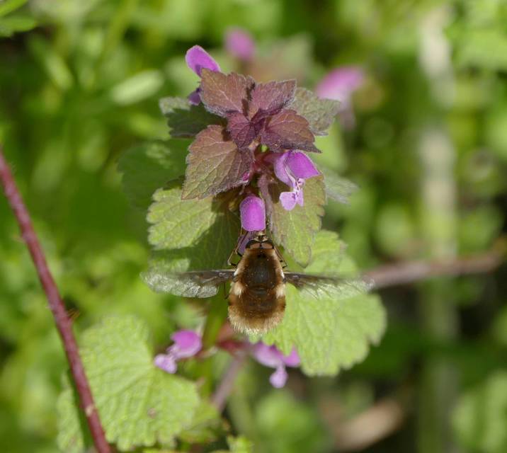 Bombylius