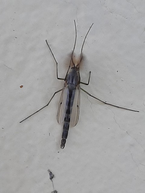 Chironominae