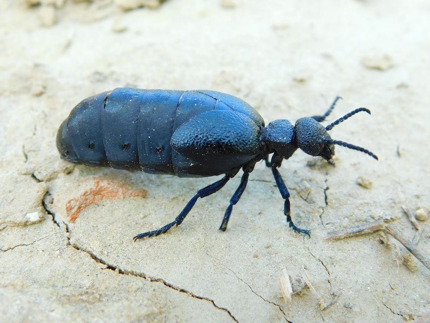 Meloe cicatricosus - óriásnünüke