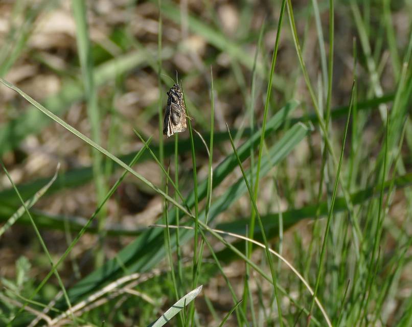 Panemeria tenebrata - apró sárgabagoly