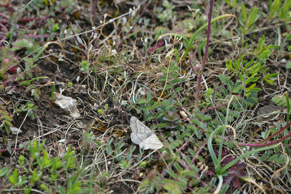 Tephrina murinaria - egérszínű araszoló