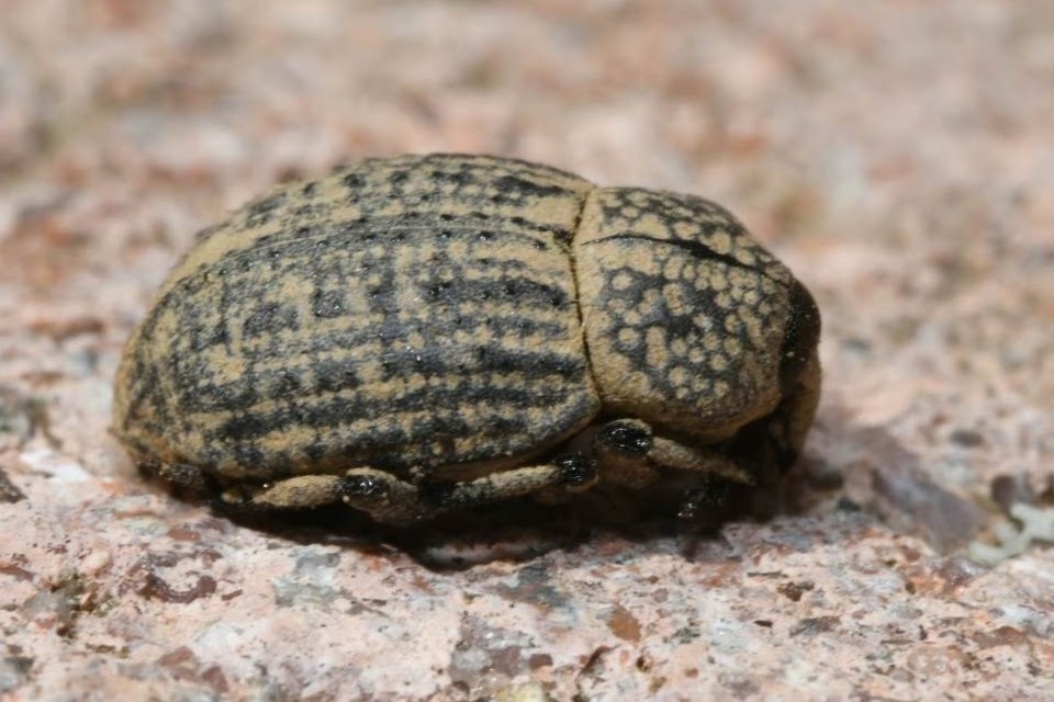 Minyops variolosus - nyugati bordásormányos