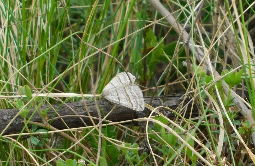 Scotopteryx coarctaria - vonalkás araszoló