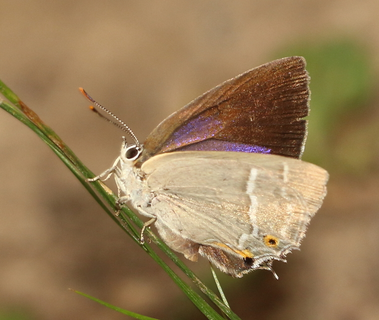 Neozephyrus quercus - tölgyfalepke
