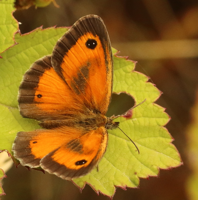 Pyronia tithonus - kis ökörszemlepke
