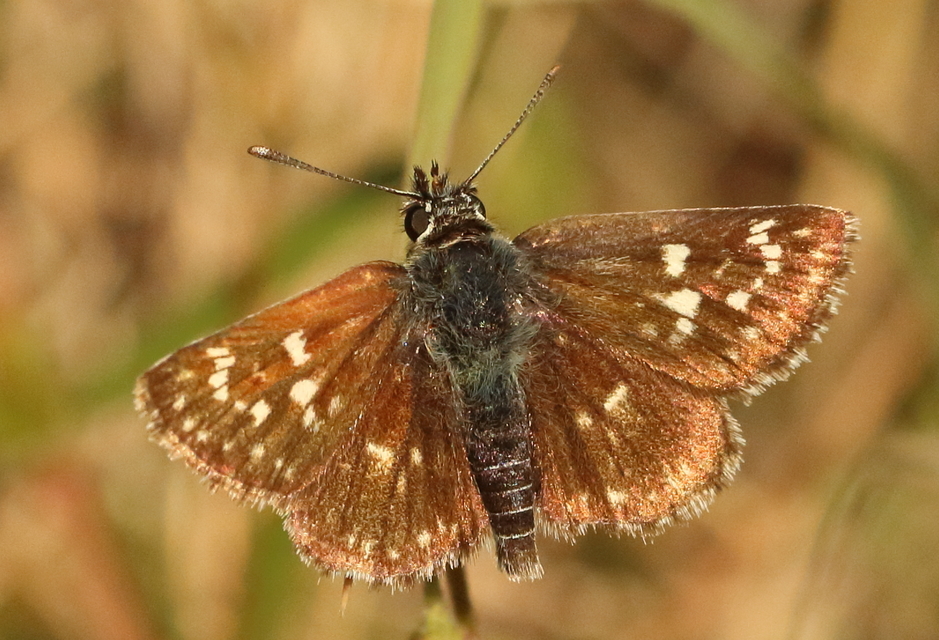 Spialia orbifer - törpe busalepke