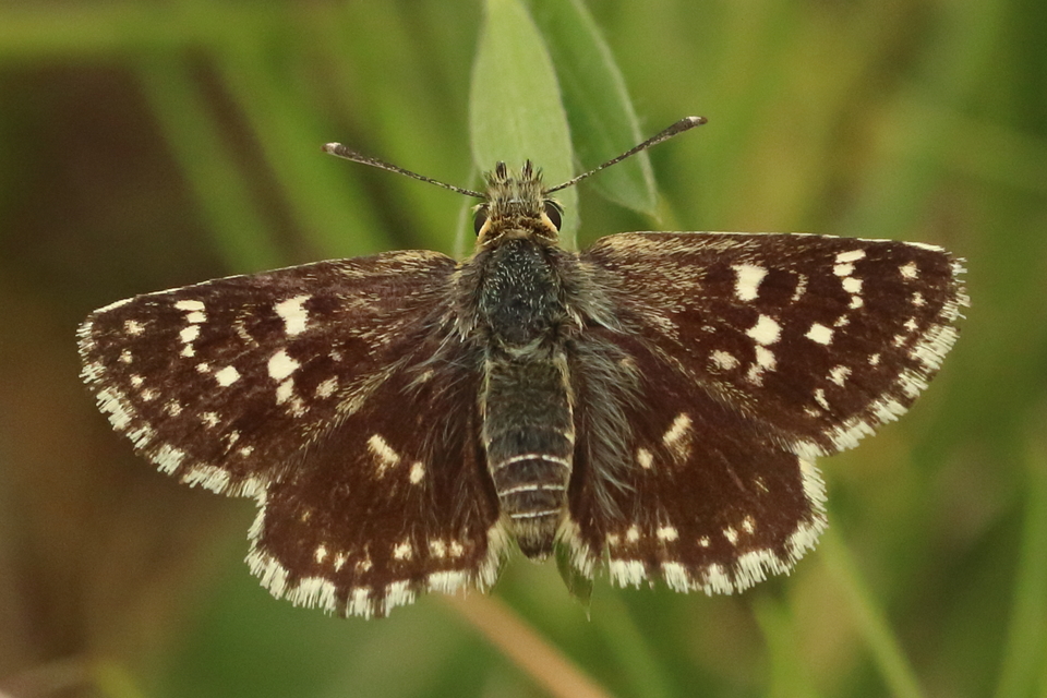 Spialia orbifer - törpe busalepke