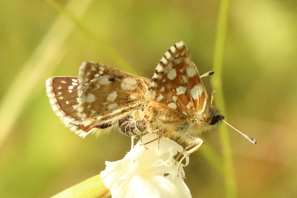 Spialia orbifer - törpe busalepke