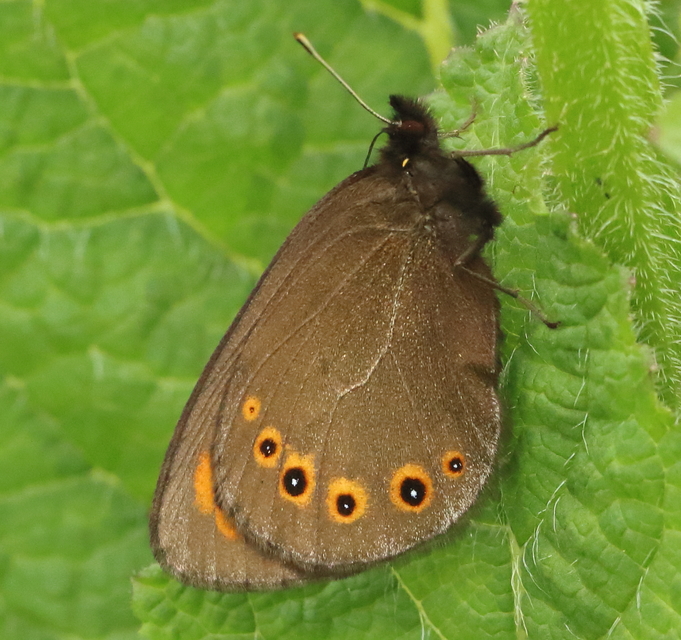 Erebia medusa - tavaszi szerecsenlepke