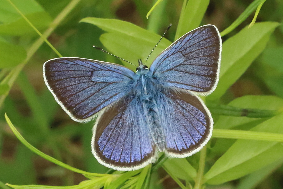 Cyaniris semiargus - aprószemes boglárka