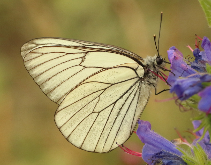 Aporia crataegi - galagonyalepke