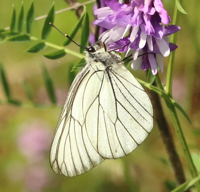 Aporia crataegi - galagonyalepke
