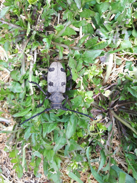 Morimus asper funereus - gyászcincér