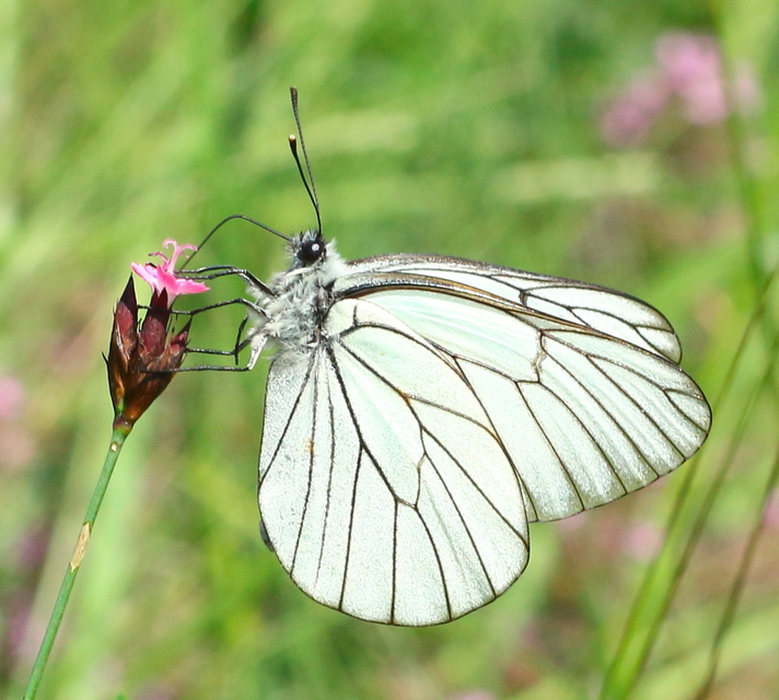 Aporia crataegi - galagonyalepke