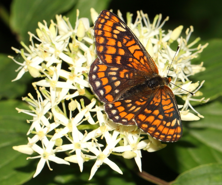 Euphydryas maturna - díszes tarkalepke