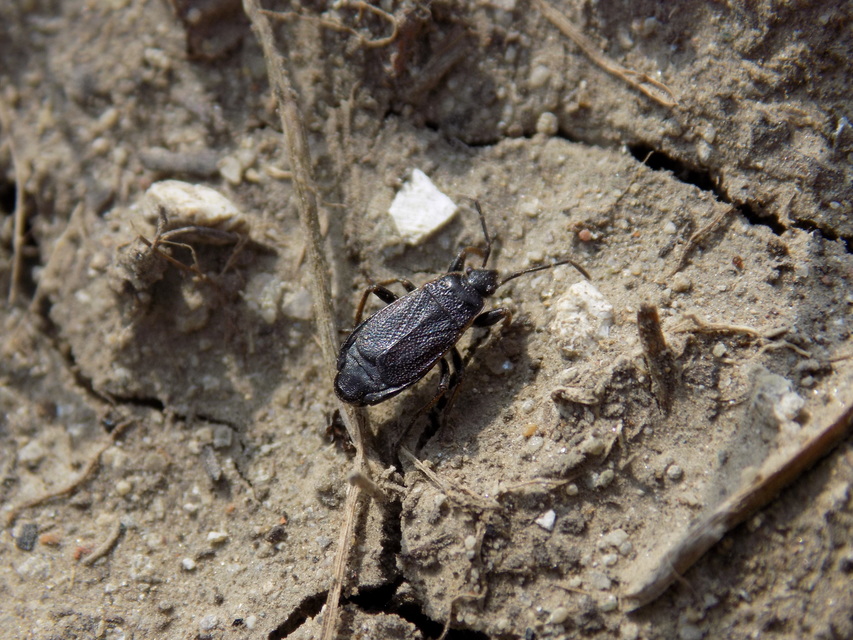 Pyrrhocoris marginatus - szegélyes bodobács