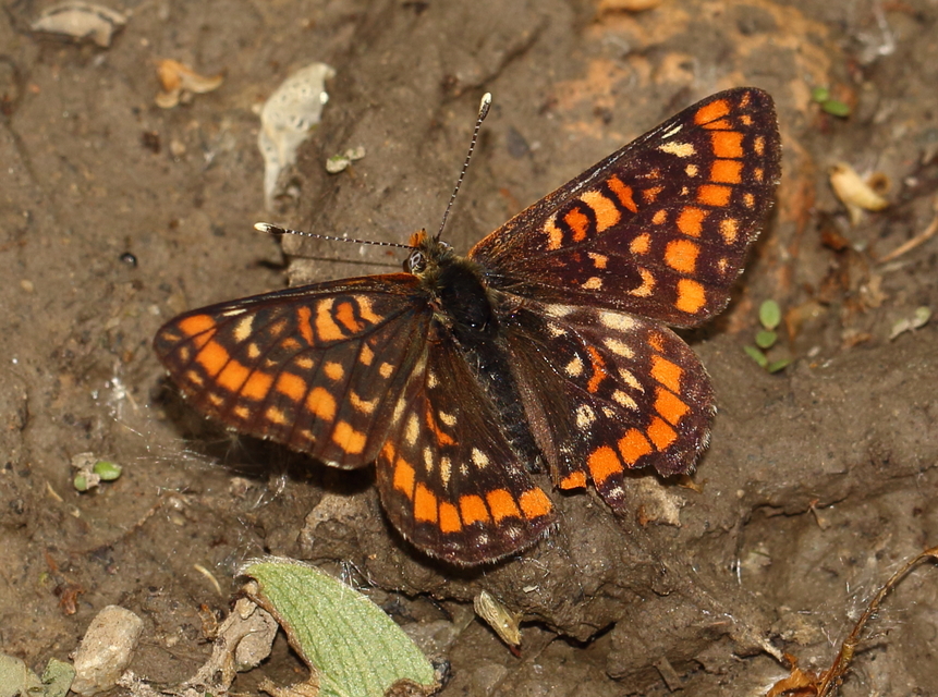 Euphydryas maturna - díszes tarkalepke