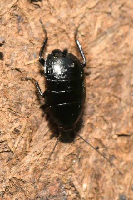 Phyllodromica