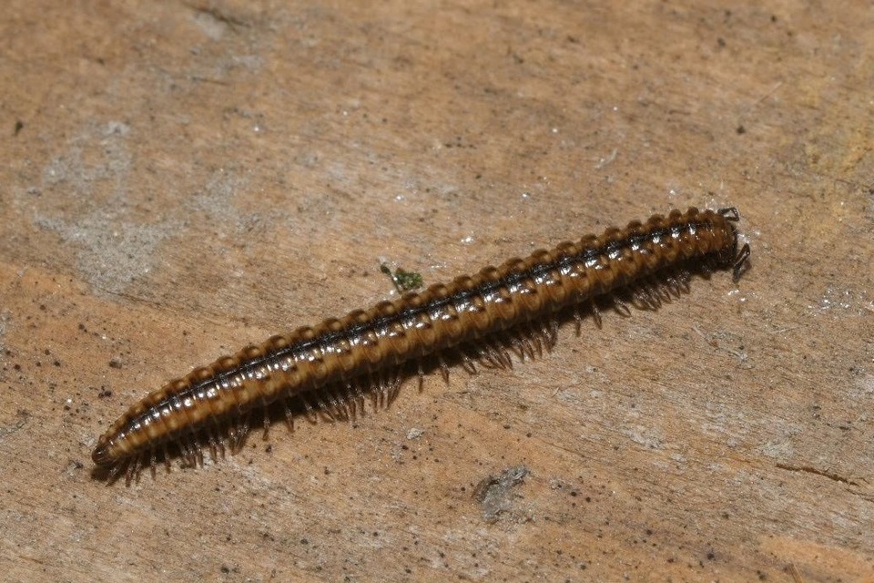 Craspedosoma raulinsii