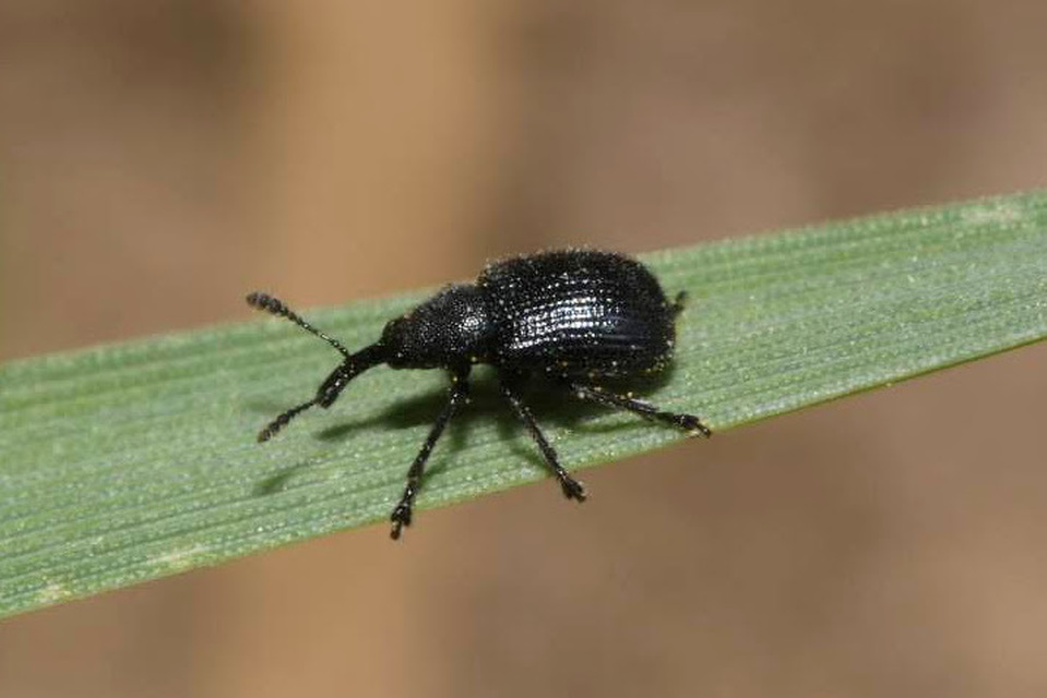 Neocoenorrhinus germanicus - közönséges szamócaeszelény