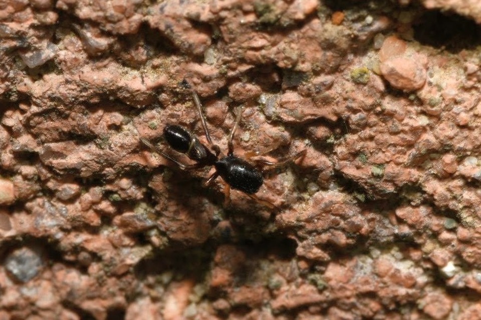 Leptorchestes berolinensis - fekete hangyautánzópók