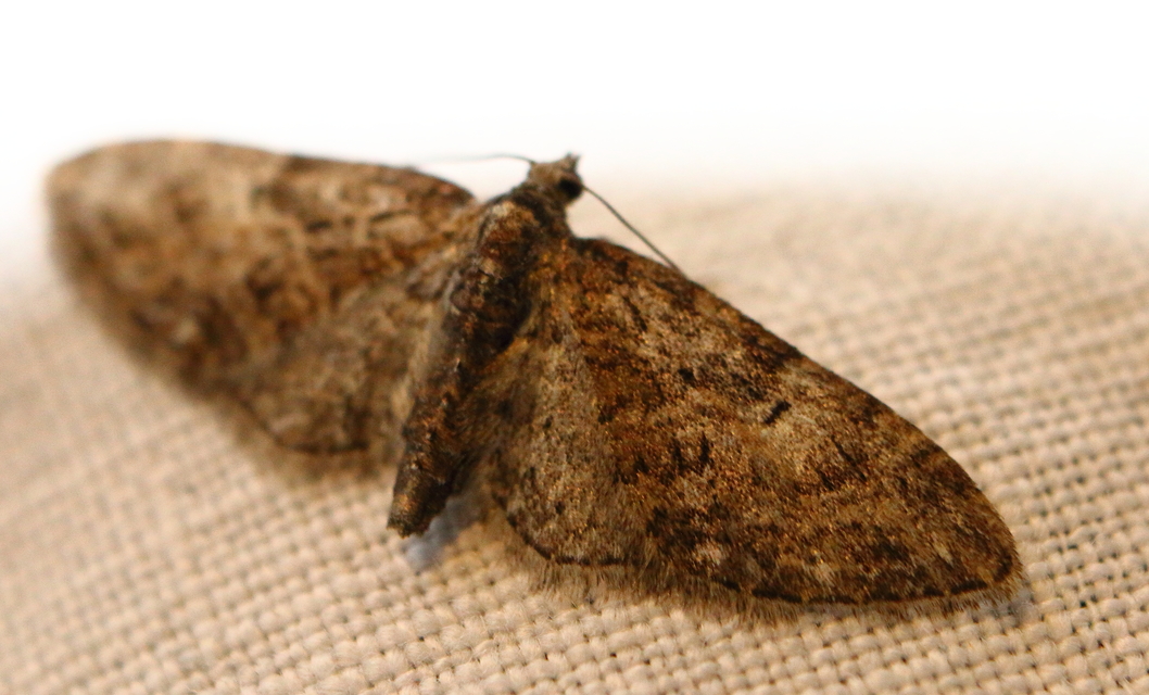 Eupithecia abbreviata - korai törpearaszoló