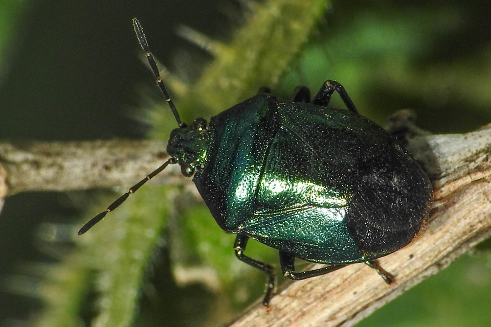 Zicrona caerulea - acélkék poloska Zicrona caerulea - acélkék poloska