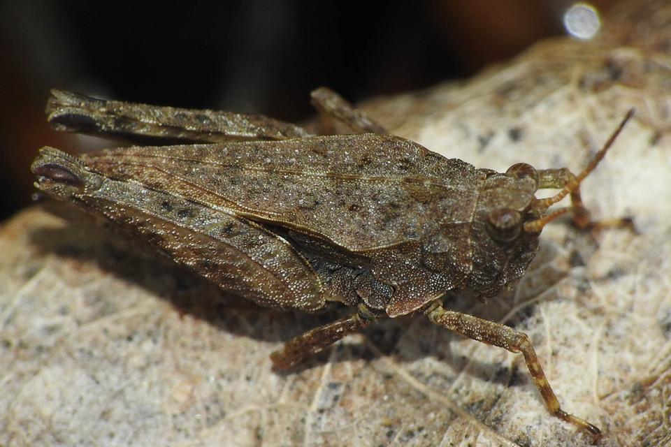 Tetrix bipunctata - kétpettyes tövishátúsáska