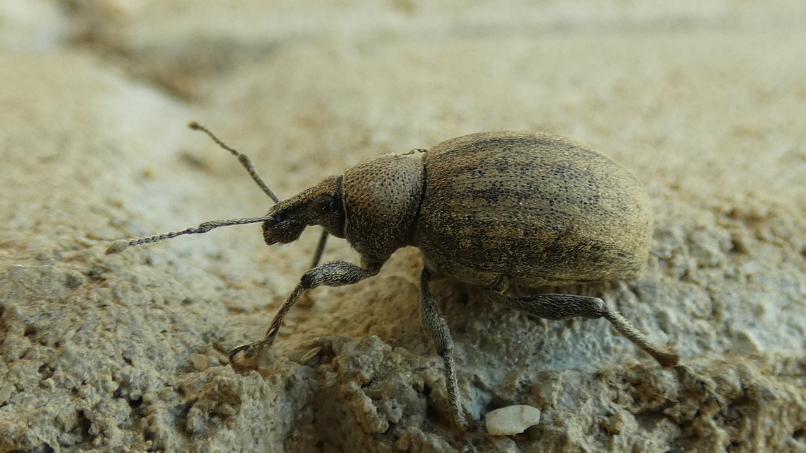 Otiorhynchus ligustici - vincellér-gyalogormányos