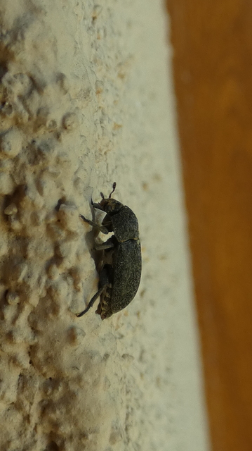Dermestes laniarius - gyászos porva