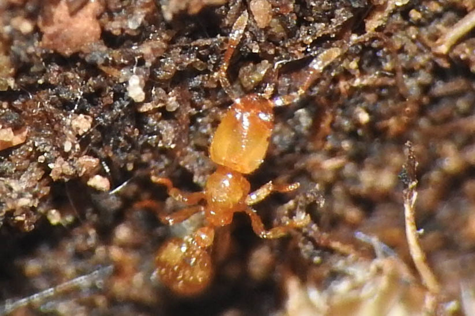 Solenopsis fugax - tolvajhangya