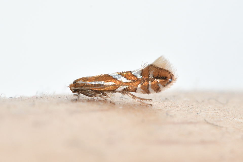 Phyllonorycter