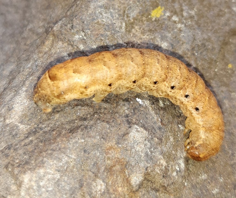 Noctua fimbriata - szélessávú sárgafűbagoly