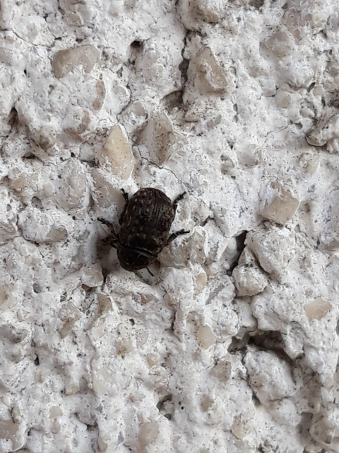 Anthribus nebulosus - ködfoltos pajzstetvész-orrosbogár