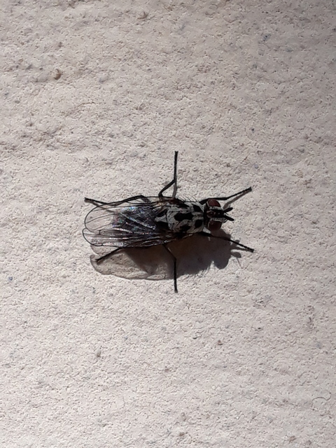 Anthomyia pluvialis