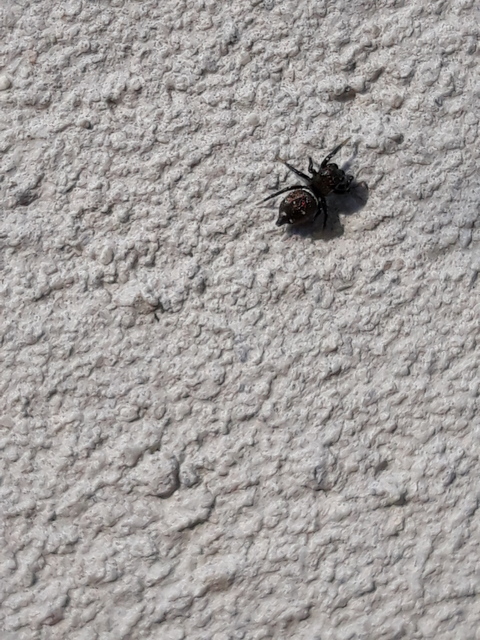 Heliophanus