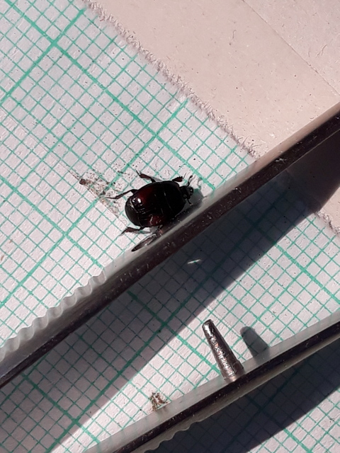 Atholus bimaculatus - kétfoltos sutabogár