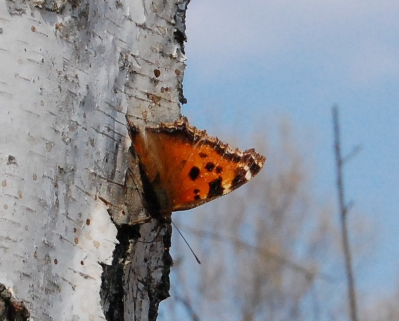Nymphalis xanthomelas - vörös rókalepke