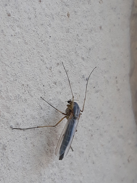 Chironominae