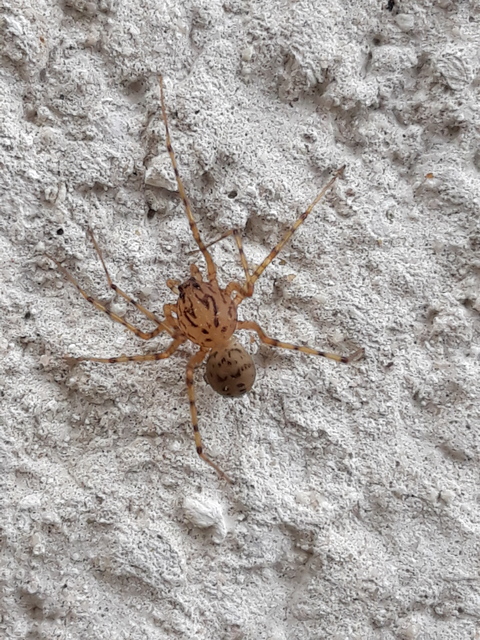 Scytodes thoracica - közönséges csupaszpók