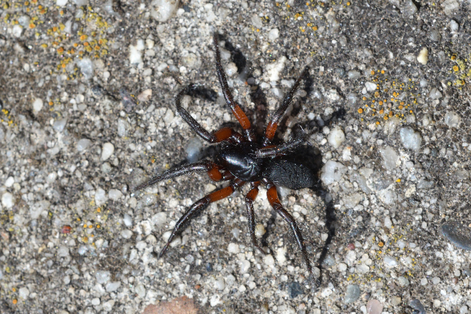 Gnaphosa bicolor