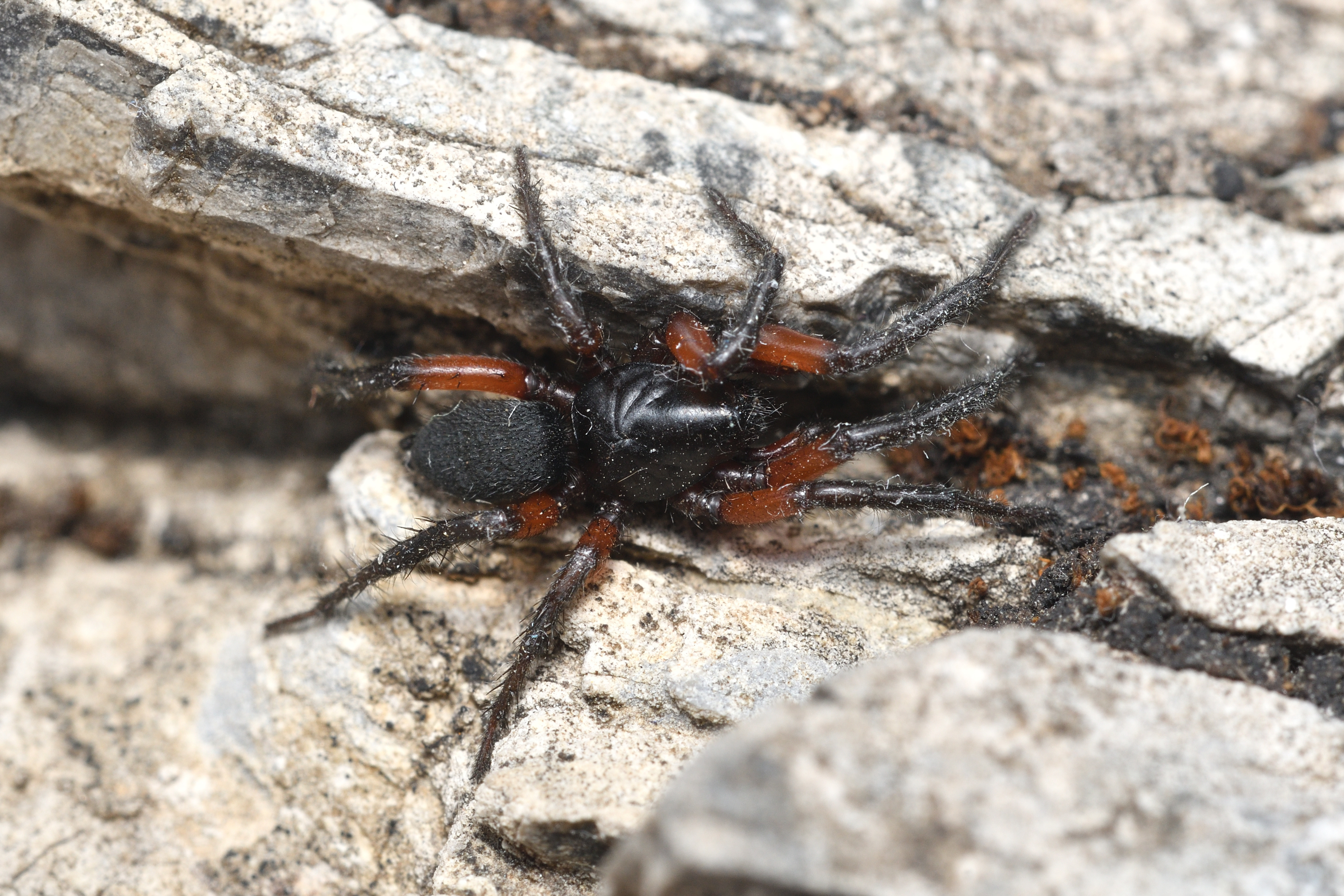 Gnaphosa bicolor