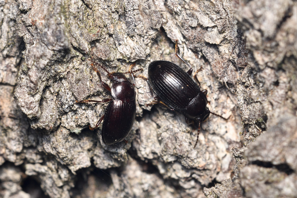 Nalassus dermestoides - rövidszárnyú gyászbogár