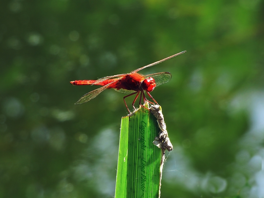 Crocothemis erythraea - skarlát szitakötő