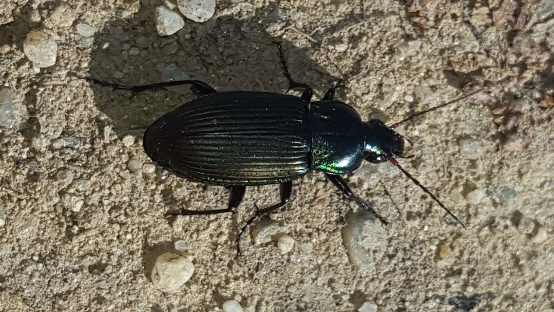 Poecilus cupreus - rezes gyászfutó