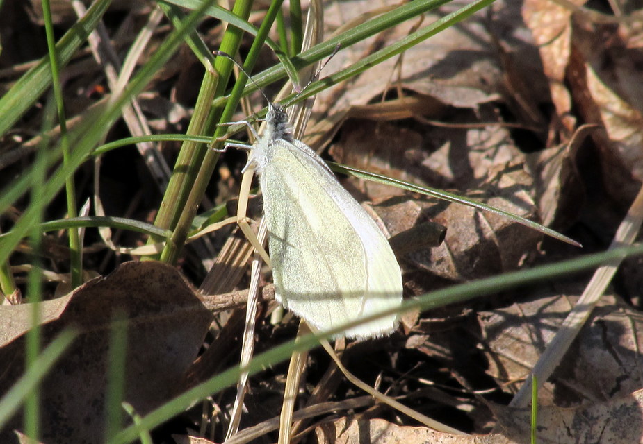 Leptidea sinapis/juvernica